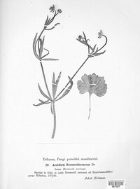 Uromyces dactylidis image